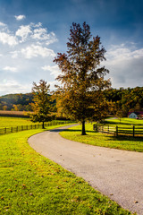 Fototapeta na wymiar Tree and farm fields along a farm road in rural York County, Pen
