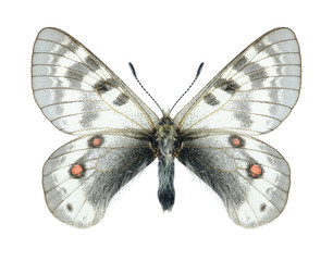 Butterfly Parnassius staudingeri illustris (male)