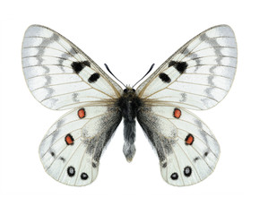 Obraz na płótnie Canvas Butterfly Parnassius maximinus legezina (male)