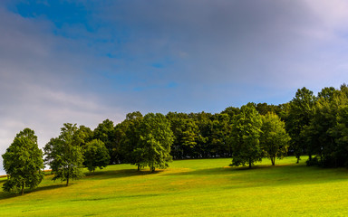 Trees on a hill in rural York County, Pennsylvania.