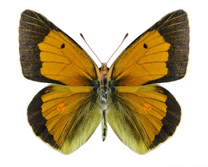 Butterfly Colias aurorina (male)