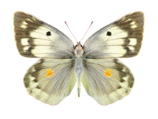 Butterfly Colias aurorina (female)