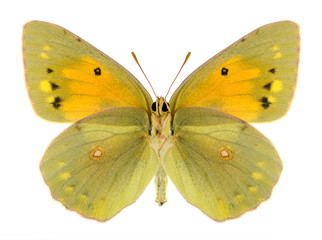 Butterfly Colias aurorina (female) (underside)