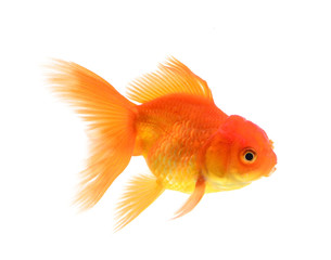 Gold fish with white background