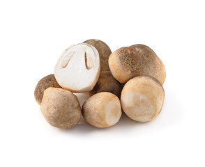 mushroom isolated on white background