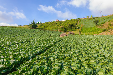 Landscape view of a freshly growing cabbage field in the sunshin