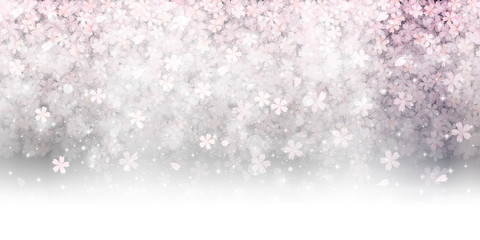 桜　花　背景