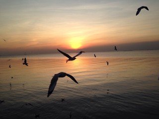 sunset and seagulls