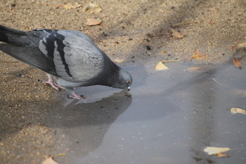 水を呑む鳩