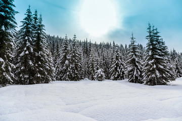 Obraz premium Snowy winter forest
