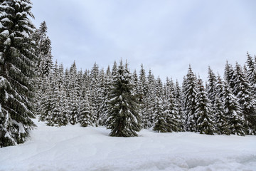 Snowy winter forest