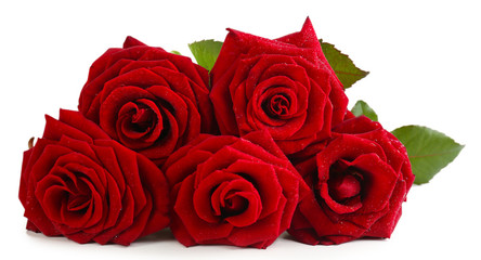 Obraz premium Beautiful red roses isolated on white
