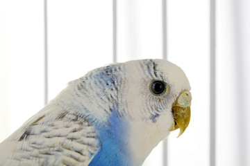 Cute blue budgie in cage on white background