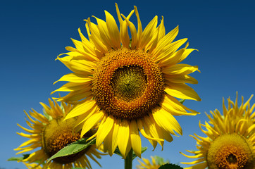 Naklejka premium Close up Outstanding sunflower with day light and blue sky