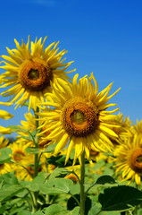 Outstanding sunflower with day light and blue sky background