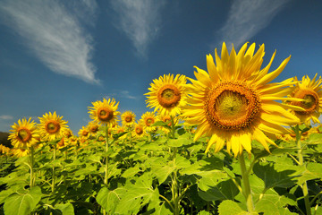 sunflower with day light and blue sky background