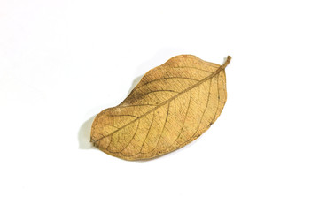 dry leaf  on the white background