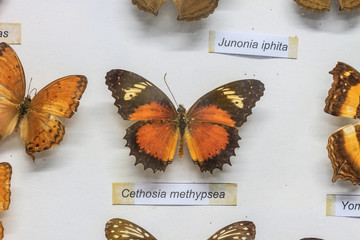 Butterfly Collection