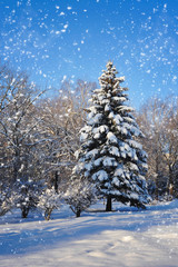 Fototapeta premium Beautiful winter landscape