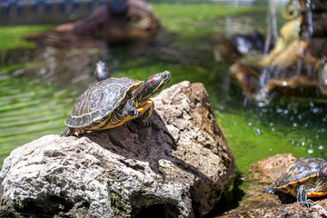 Two turtles
