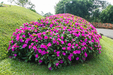 beautiful flower in garden