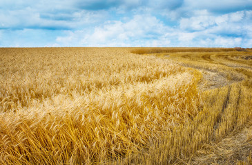 Wheat field under clouds.