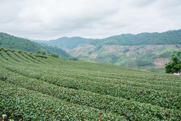 Fototapeta na wymiar Green tea field, Chiangrai in Thailand