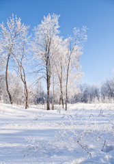 Fototapeta na wymiar winter forest