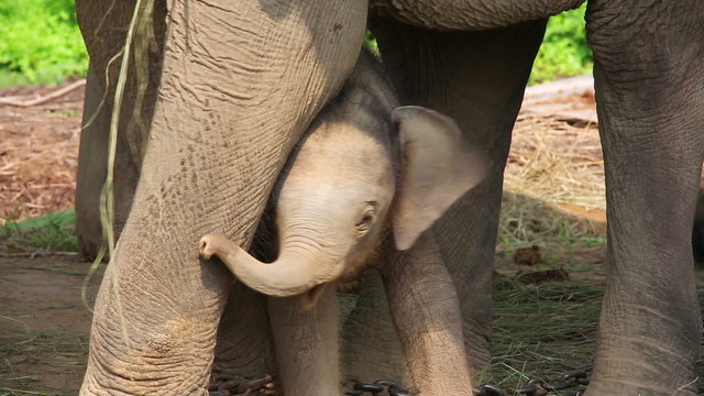 Elephant mother and baby