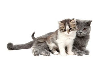 kitten and cat isolated on a white background