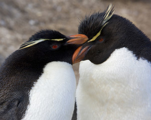 Naklejka premium Rockhopper Penguins - Falkland Islands