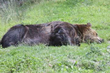 Sleeping brown bear on meadow