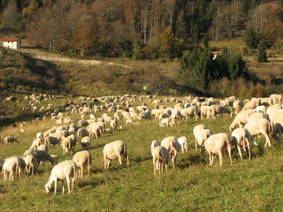 Obraz premium immense flock of sheep lambs and goats grazing