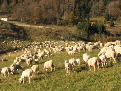 immense flock of sheep lambs and goats grazing
