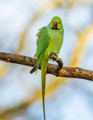 Green parrot (Ringnecked Parakeet) 