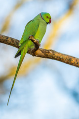 Green parrot (Ringnecked Parakeet) 