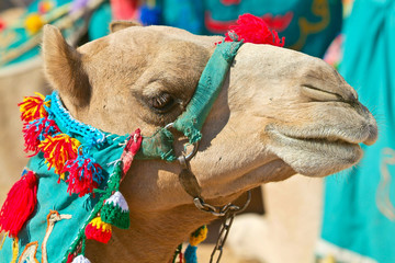Egypt - Camel in the desert-Aswan