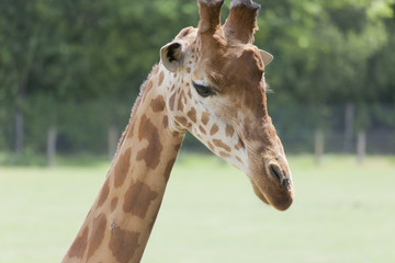 Giraffe Portrait