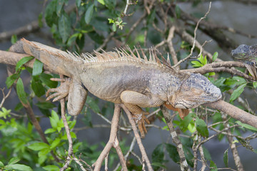 Green Iguana in tropical rainforest of Costa Rica