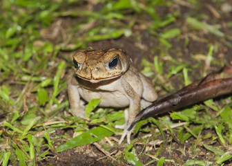 Tropical frog in rainforest of Costa Rica