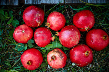 pomegranates on a green grass background