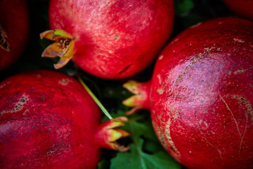pomegranates on a green grass background