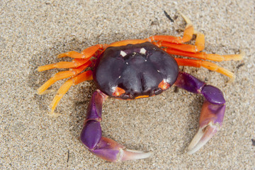 Tropical Land Crab in Costa Rica