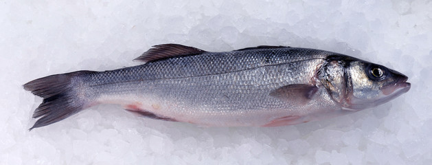 Seabass (Dicentrarchus labrax) on ice