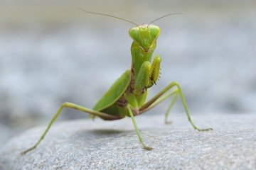 Mantis on the stone