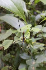 Spider on its web waiting for its prey