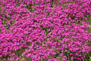Fototapeta premium 芝桜