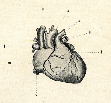 Human Heart