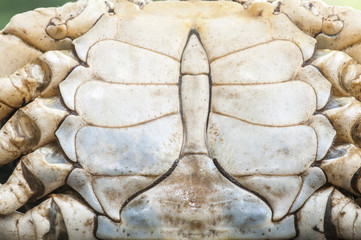 Crab shell pattern