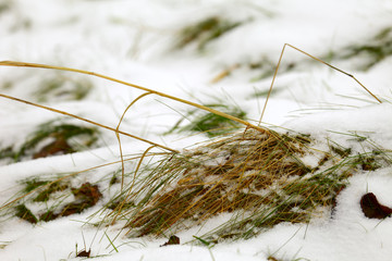 Grass